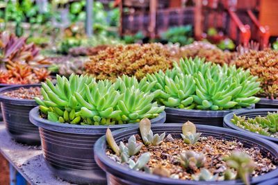 Potted plants in market
