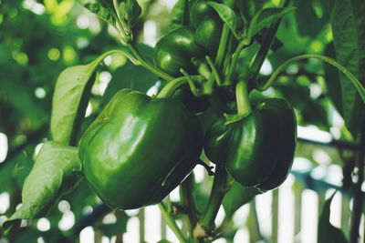 Close-up of paprika hanging on tree