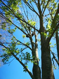 Low angle view of tree against blue sky