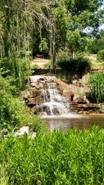 Scenic view of waterfall in forest