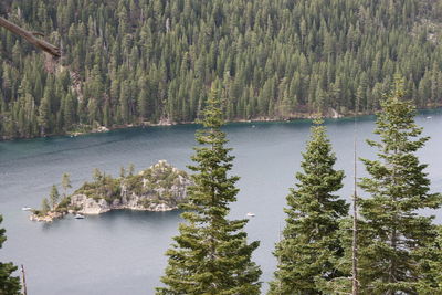 High angle view of pine trees by lake in forest