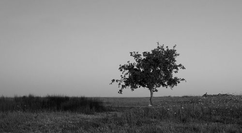 Tree on field against clear sky