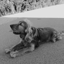 High angle view of dog looking away