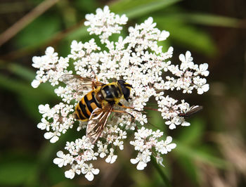 Close-up of bee on white flower