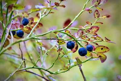 Close-up of berries growing on tree