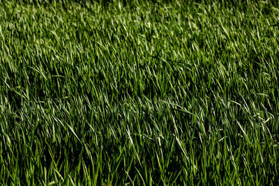 Full frame shot of wheat field