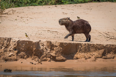 Capybara and birds on shore