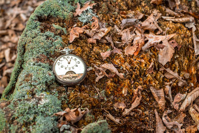 Close-up of clock on tree trunk