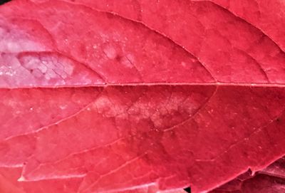 Close-up of wet red leaves