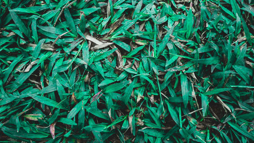 Full frame shot of plants