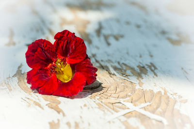 Close-up of red rose on table