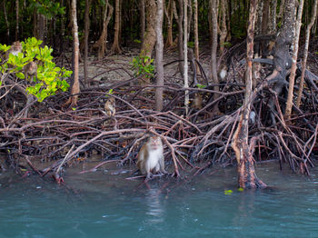 View of birds drinking water from tree