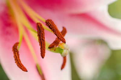 Close-up of pink flower