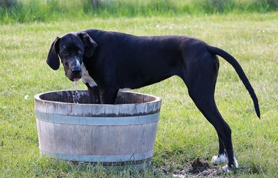 Black dog in a field