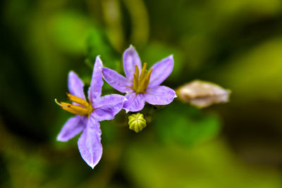 Close-up of purple flowers blooming outdoors