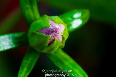 Close-up of plant