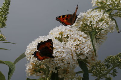 Close-up of butterfly on white flowers