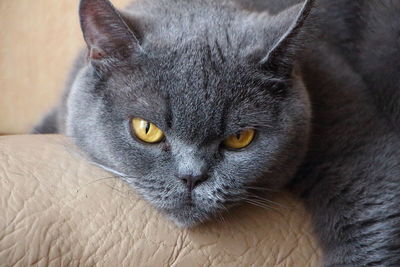 Close-up portrait of cat