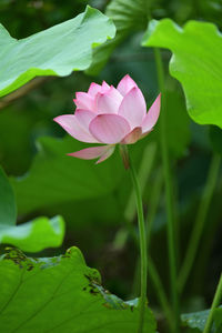 Close-up of pink flower