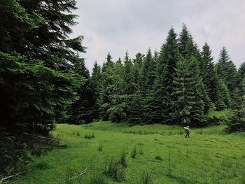 Trees on field in forest against sky
