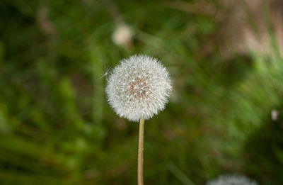 Close-up of dandelion against blurred background