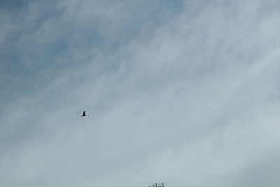 Low angle view of eagle flying against sky