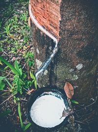 High angle view of bread on tree trunk