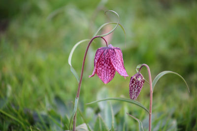 Close-up of purple flowering plant