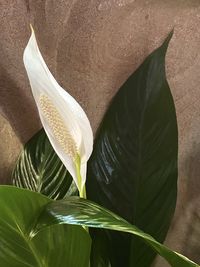 leaf