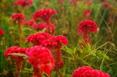 Close-up of red flowering plants on field