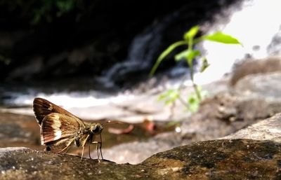 Close-up of butterfly on rock