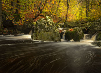 Stream flowing amidst trees in forest during autumn