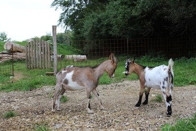 Horses in ranch