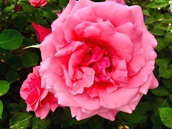 Close-up of pink rose blooming outdoors