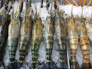 Close-up of fish for sale in market