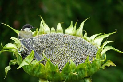 Great tit bird on sunflower