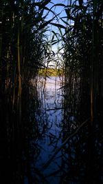 Plants in lake at forest