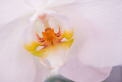 Close-up of white orchid
