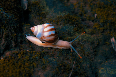 Close-up of snail on sea