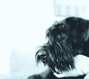 Close-up of dog against sky