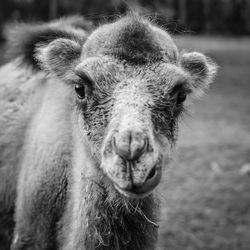 Close-up portrait of a horse