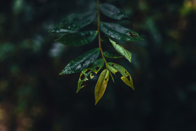Close-up of autumnal leaves