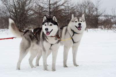 Portrait of a dog on snow