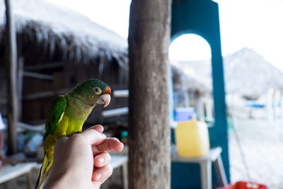 Cropped image of hand holding bird perching on finger