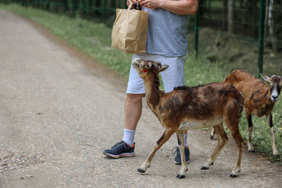 A man feeds mouflon. happy traveler girl enjoys socializing with wild animals in national park 