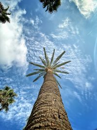 Low angle view of coconut palm tree against sky