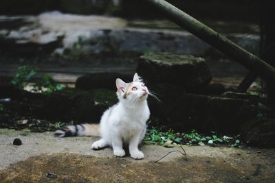 Portrait of cat on field