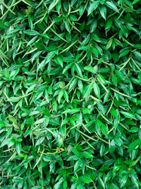 Full frame shot of fresh green plants