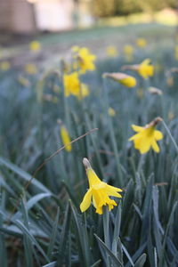 Close-up of yellow flowers