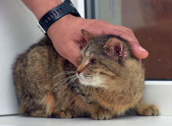 Close-up of hand holding cat